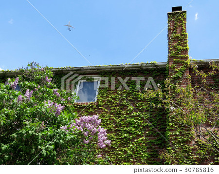 Thornhill lilac bush 2017 30785816