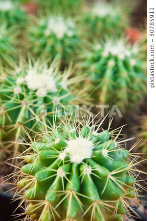 cactus close up 30785911