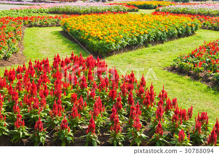 colorful flower in the garden colorful flower in the garden 30788094