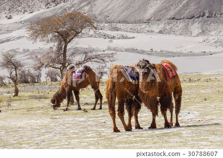 Camels safari in Nubra Valley, Ladakh, India Camels safari in Nubra Valley, Ladakh, India 30788607