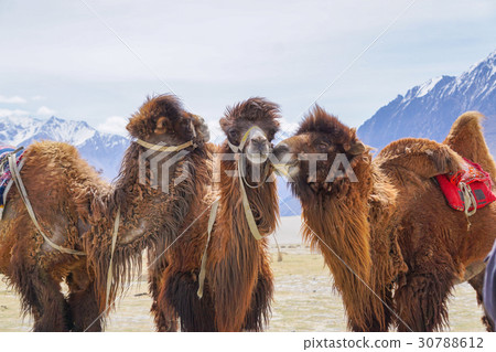 Camels safari in Nubra Valley, Ladakh, India 30788612