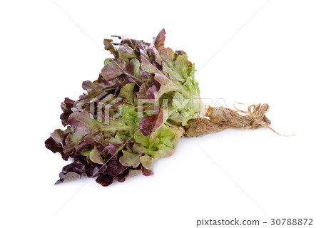 fresh red oak with root on white background 30788872