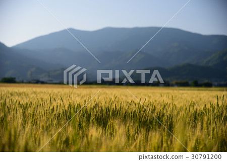 Wheat field and Tian Shan 30791200