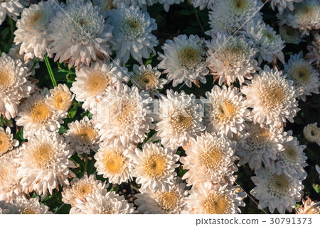 White chrysanthemum flowers wallpaper background 30791373