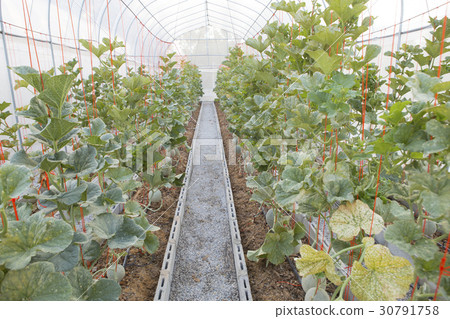 Melon or Cantaloupe in Greenhouse. Melon or Cantaloupe in Greenhouse. 30791758