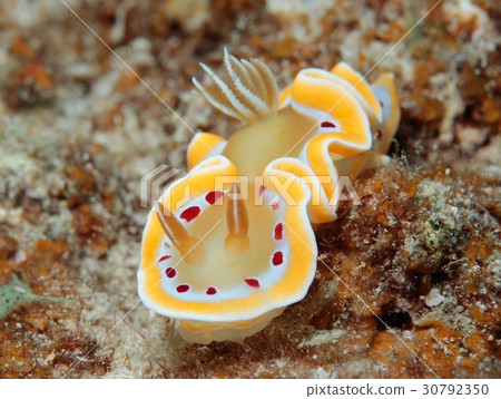 Akaten Iroyushi Akaten Iroyushi 30792350