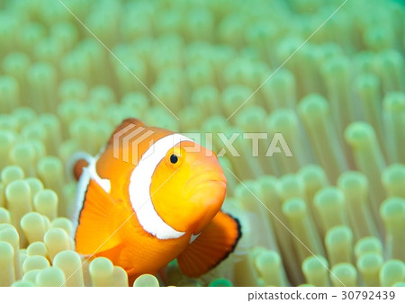 Clown anemonefish Clown anemonefish 30792439