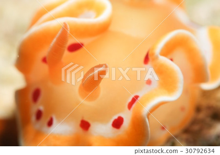 Akaten Iroyushi Akaten Iroyushi 30792634