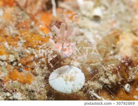 Horse deep-fried 30792869