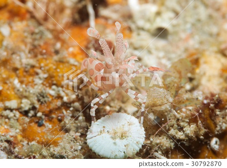 Horse deep-fried 30792870