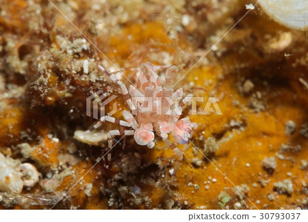 Horse deep-fried 30793037