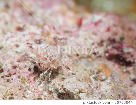 Horse deep-fried Horse deep-fried 30793044