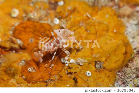 Horse deep-fried 30793045