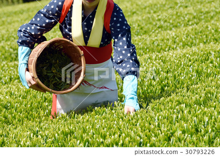 Tea picking Tea picking 30793226