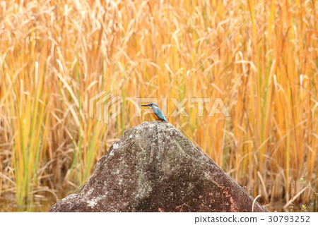 翠鳥(玉)第8部分。普通翠鳥 翠鳥(玉)第8部分。普通翠鳥 30793252