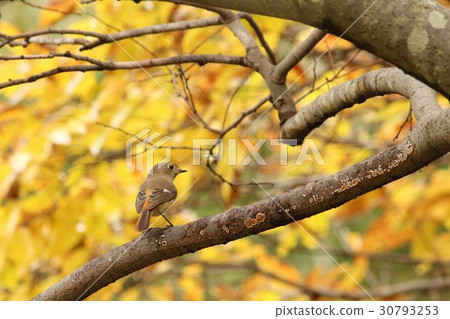 Zenbutaki(船長,女)第1部分。 Daurian redstart Zenbutaki(船長,女)第1部分。 Daurian redstart 30793253