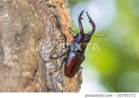 Saw toothbrush 30793771