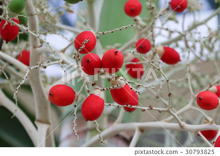 Raja Lipstick Palm Cyrtostachys renda   30793825