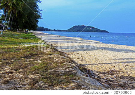 coconut  on beach Ban Krut 30793903