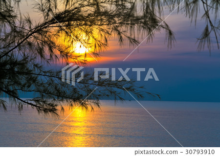 Pine and dawn Pine and dawn 30793910