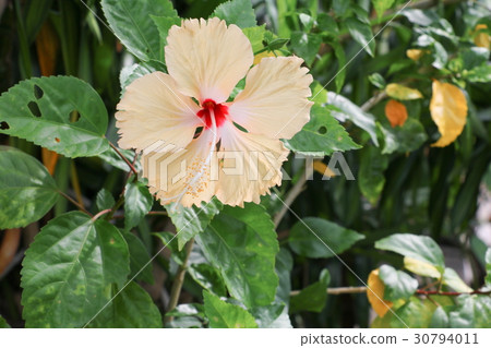 Hibiscus flower yellow beautiful on tree Close up 30794011