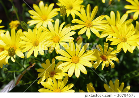 達伯格黛西 達伯格黛西 30794573