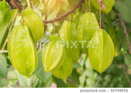 Carambola,Averrhoa carambola,Oxalidaceae,fruit wit Carambola,Averrhoa carambola,Oxalidaceae,fruit wit 30794656