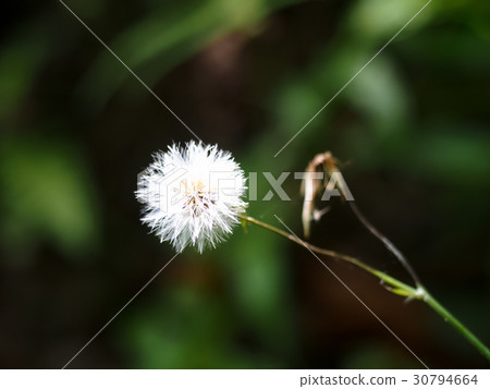 蒲公英 蒲公英 30794664