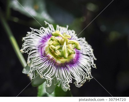 Passion fruit flower Passion fruit flower 30794720