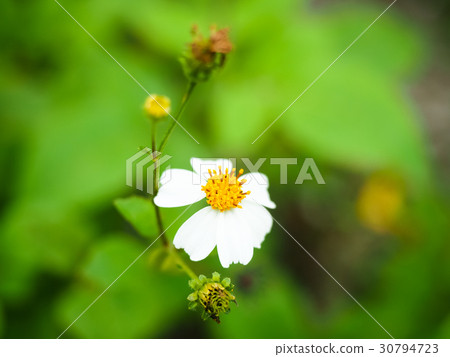 鬼針草花 鬼針草花 30794723
