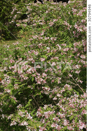 Corkwiches a · · · matabiris 30794946