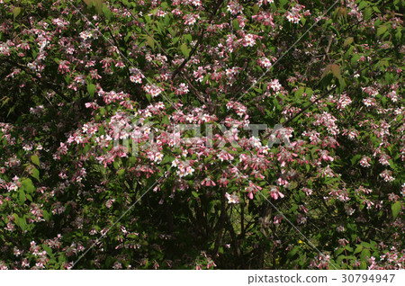 Corkwiches a · · · matabiris 30794947