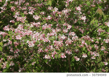 Corkwiches a · · · matabiris Corkwiches a · · · matabiris 30794949