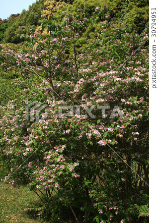 Corkwiches a···matabiris 30794951