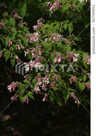 Corkwiches a···matabiris Corkwiches a···matabiris 30794952