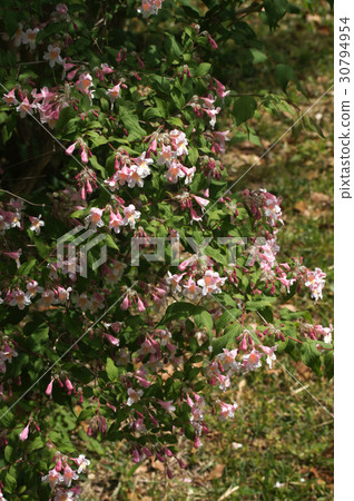 Corkwiches a · · · matabiris Corkwiches a · · · matabiris 30794954