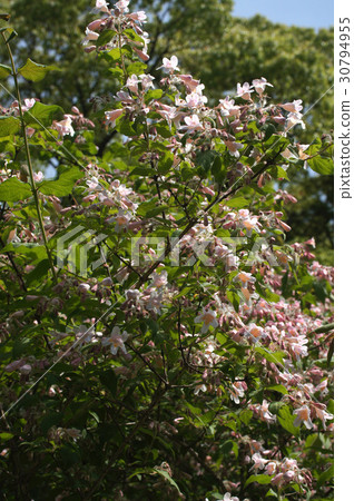 Corkwiches a · · · matabiris Corkwiches a · · · matabiris 30794955