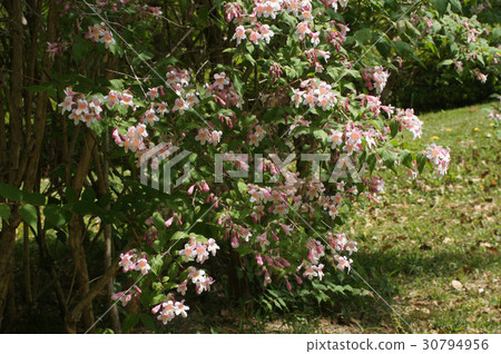 Corkwiches a · · · matabiris Corkwiches a · · · matabiris 30794956