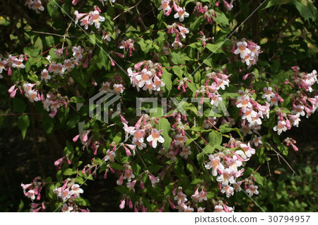 Corkwiches a···matabiris 30794957