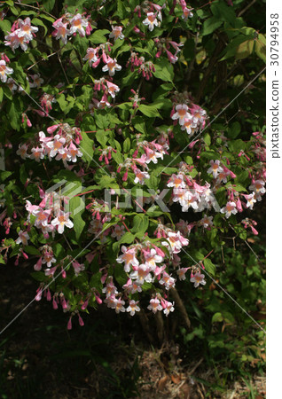 Corkwiches a · · · matabiris 30794958