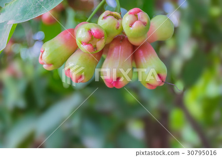 Soft focus the fresh rose Apple,wax apple, java ap 30795016