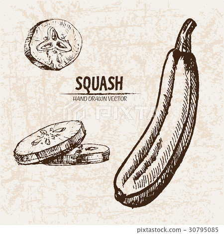 Digital vector detailed line art squash 30795085