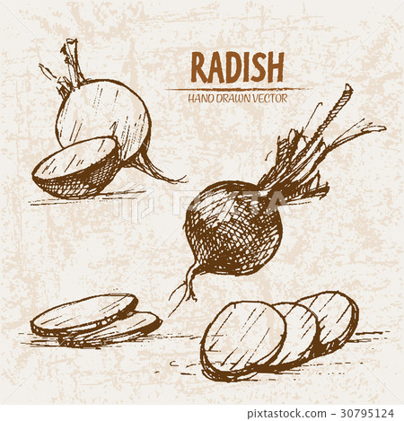 Digital vector detailed line art radish vegetable 30795124