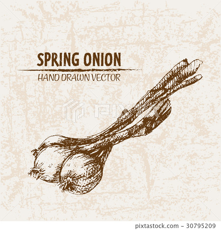 Digital vector detailed line art spring onion Digital vector detailed line art spring onion 30795209