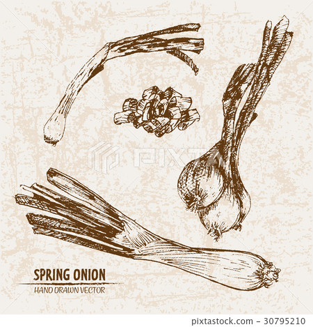 Digital vector detailed line art spring onion Digital vector detailed line art spring onion 30795210
