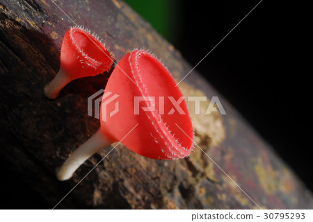 beautiful pink champagne mushroom beautiful pink champagne mushroom 30795293