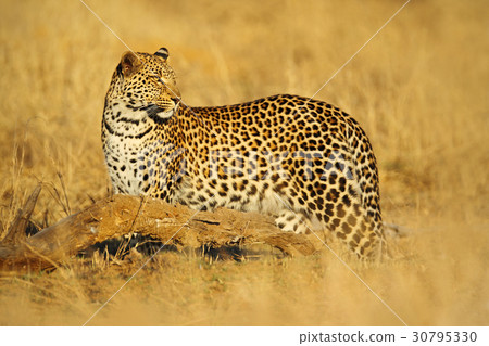 African Leopard, Panthera pardus shortidgei 30795330