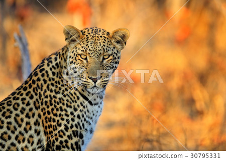 African Leopard, Panthera pardus shortidgei African Leopard, Panthera pardus shortidgei 30795331
