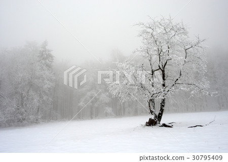 Solitary tree in winter, snowy landscape 30795409