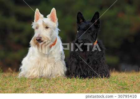 Pair of black and white wheaten scottish terrier Pair of black and white wheaten scottish terrier 30795410